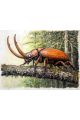 Алмазная мозаика на подрамнике «Насекомые» 40x30 см