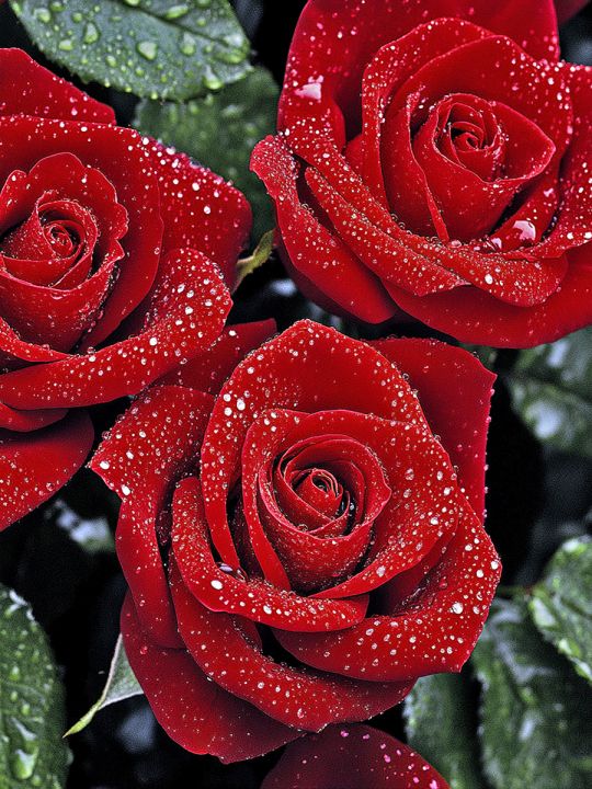 Алмазная мозаика без подрамника «Красные розы» 35x25 см