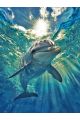 Алмазная мозаика без подрамника «Дельфин» 50x40 см