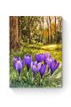 Алмазная мозаика на подрамнике «Лесные крокусы» 50x40 см, 50 цветов