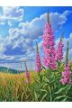 Алмазная мозаика без подрамника «Кипрей иван чай» 50x40 см