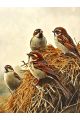 Алмазная мозаика без подрамника «Воробьи на сене» 25x20 см
