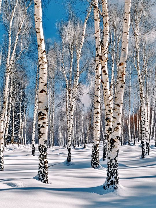 Алмазная мозаика без подрамника «Березовая роща» 25x20 см