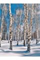 Алмазная мозаика без подрамника «Березовая роща» 25x20 см