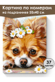 Картина по номерам на подрамнике «Чихуахуа» 50x40 см