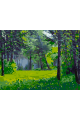 Картина по номерам без подрамника «Лесная поляна» 40x30 см