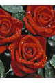 Картина по номерам без подрамника «Красные розы» 130x100 см