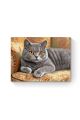 Картина по номерам на подрамнике «Кот Британец» 50x40 см
