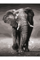 Картина по номерам без подрамника «Слон» 80x60 см