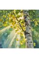 Алмазная мозаика без подрамника «Берёзки» 30x30 см