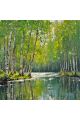 Алмазная мозаика без подрамника «Летний лес» 40x40 см