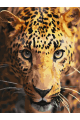 Картина по номерам без подрамника «Леопард» 25x20 см