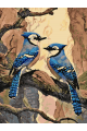 Картина по номерам без подрамника «Голубые сойки» 70x50 см
