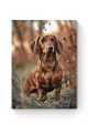 Картина по номерам на подрамнике «Такса и охота» 35x25 см