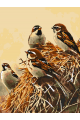 Картина по номерам на подрамнике «Воробьи» 70x50 см