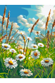 Картина по номерам на подрамнике «Ромашки» 35x25 см