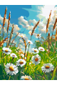 Картина по номерам без подрамника «Ромашки» 25x20 см