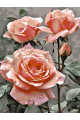 Картина по номерам без подрамника «Три розы» 70x50 см