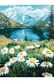Картина по номерам без подрамника «Ромашки» 35x25 см