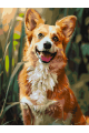 Картина по номерам без подрамника «Веселый корги» 25x20 см
