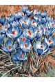 Картина по номерам на подрамнике «Крокусы» 70x50 см