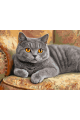 Картина по номерам на подрамнике «Кот Британец» 70x50 см