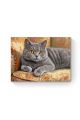 Картина по номерам на подрамнике «Кот Британец» 70x50 см