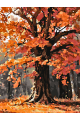 Картина по номерам без подрамника «Осенний клён» 70x50 см