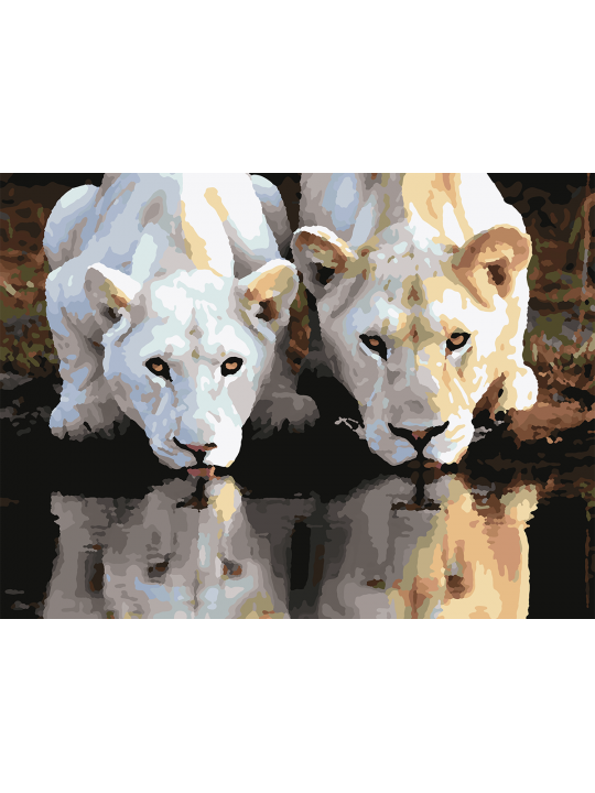 Картина по номерам без подрамника «Белые львы» 40x30 см