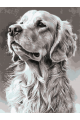 Картина по номерам на подрамнике «Лабрадор» 70x50 см