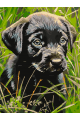 Картина по номерам на подрамнике «Черный щенок» 70x50 см