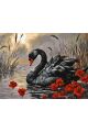 Картина по номерам на подрамнике «Черный лебедь» 80x60 см