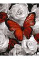 Картина по номерам на подрамнике «Бабочка» 70x50 см