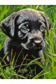 Картина по номерам на подрамнике «Черный щенок» 90x70 см