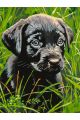 Картина по номерам без подрамника «Черный щенок» 80x60 см