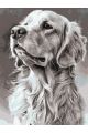 Картина по номерам на подрамнике «Лабрадор» 90x70 см