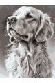 Картина по номерам без подрамника «Лабрадор» 130x100 см
