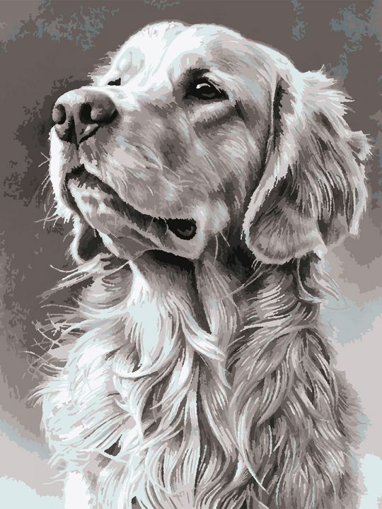 Картина по номерам без подрамника «Лабрадор» 80x60 см