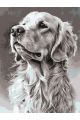 Картина по номерам без подрамника «Лабрадор» 80x60 см