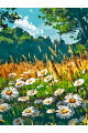 Картина по номерам без подрамника «Поле ромашек» 35x25 см