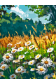 Картина по номерам без подрамника «Поле ромашек» 25x20 см