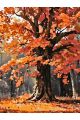 Картина по номерам без подрамника «Осенний клён» 80x60 см