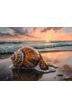 Картина по номерам без подрамника «Ракушка» 80x60 см
