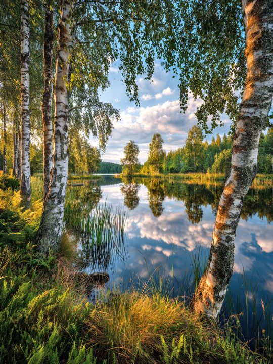 Алмазная мозаика без подрамника «Березы у реки» 40x30 см