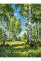 Алмазная мозаика без подрамника «Берёзовая роща» 40x30 см