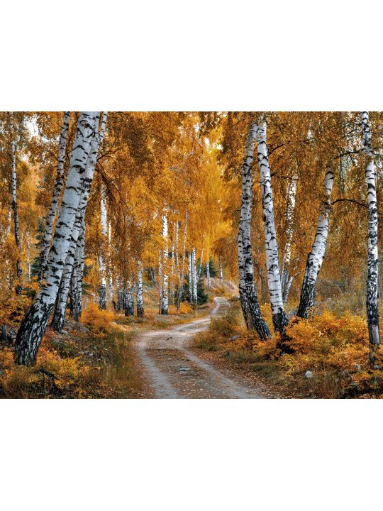 Алмазная мозаика без подрамника «Осенний лес» 50x40 см