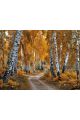 Алмазная мозаика без подрамника «Осенний лес» 50x40 см
