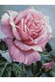 Картина по номерам без подрамника «Розовая роза» 90x70 см