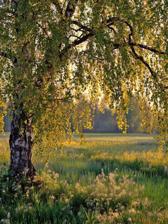 Алмазная мозаика без подрамника «Березка» 50x40 см