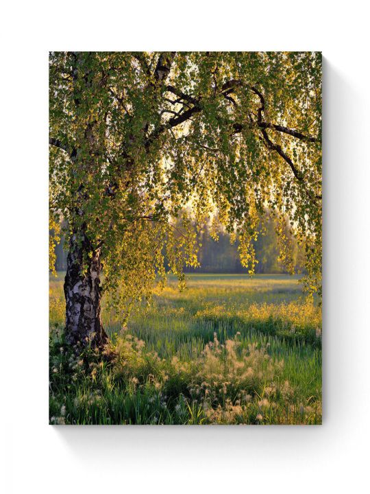 Алмазная мозаика на подрамнике «Березка» 40x30 см